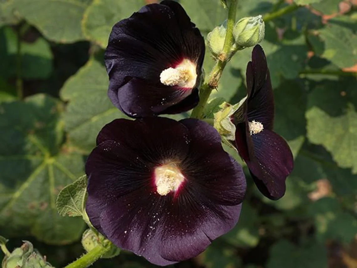 Nigra Hollyhock